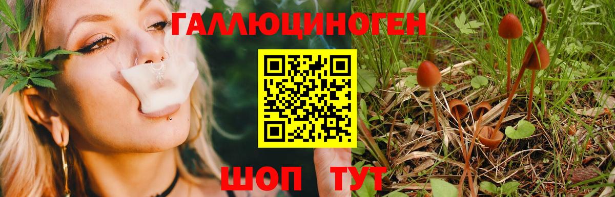 Галлюциногенные грибы Psilocybe Губкин